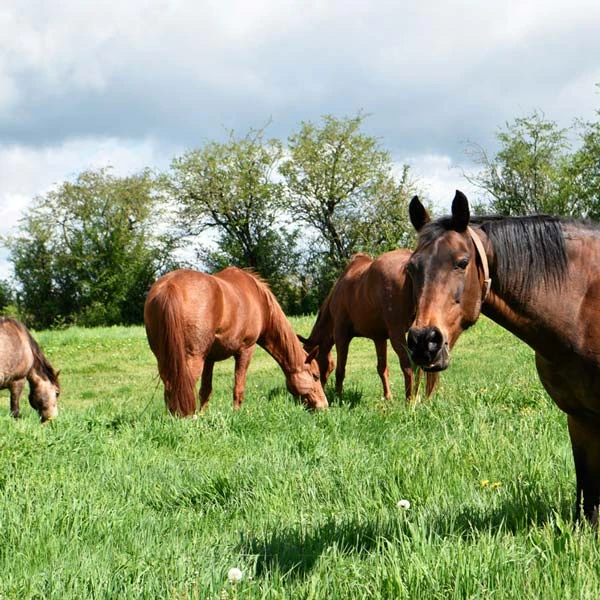 Pension pour chevaux à Audes, Allier